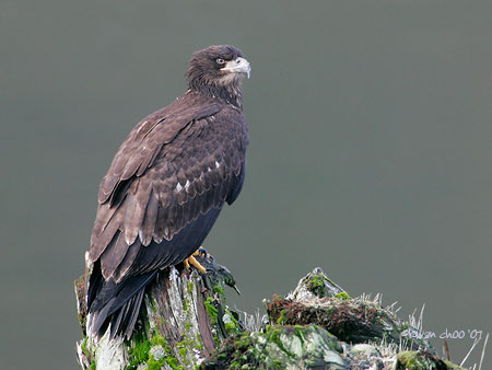 Bald Eagle
