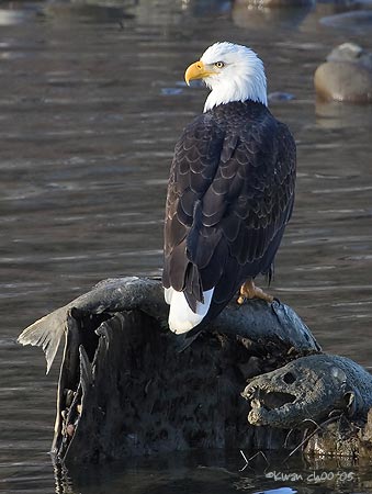Bald Eagle