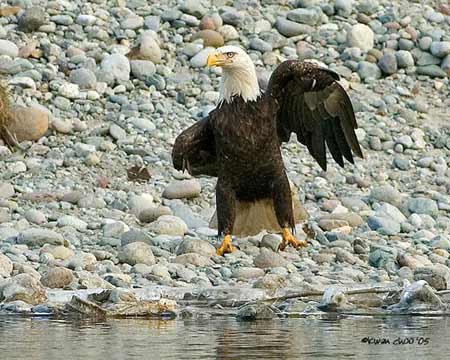 Bald Eagle