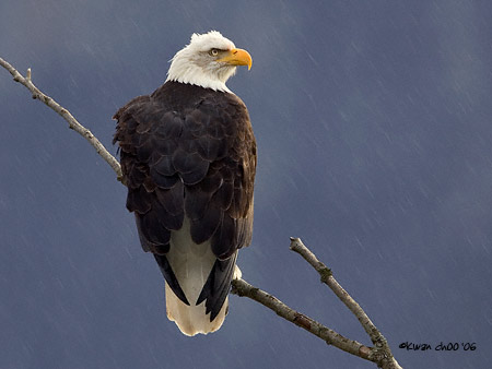 Bald Eagle