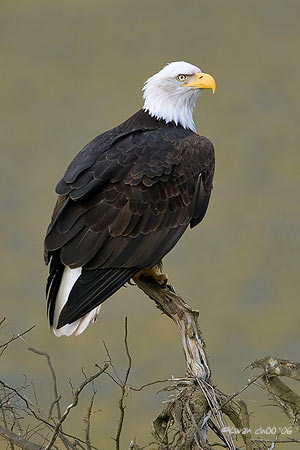 Bald Eagle