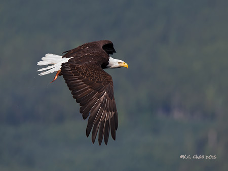 Bald Eagle