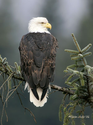 Bald Eagle