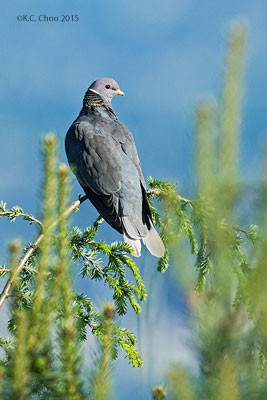 Band-tailed Pigeon