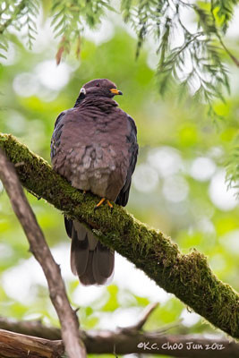 Band-tailed Pigeon