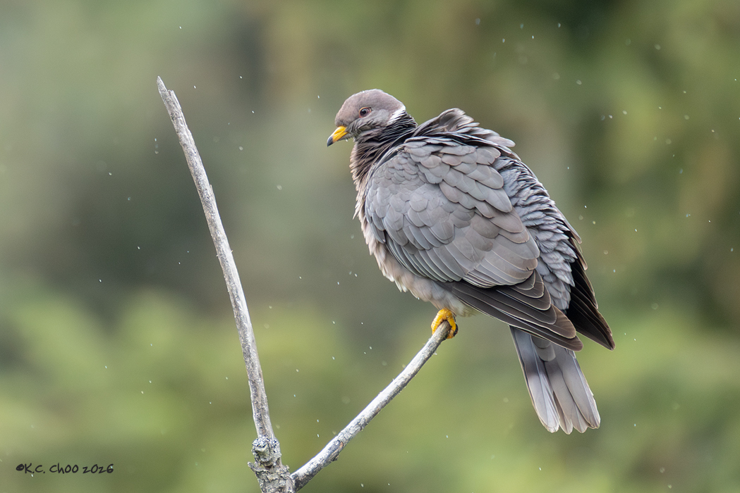 Band-tailed Pigeon