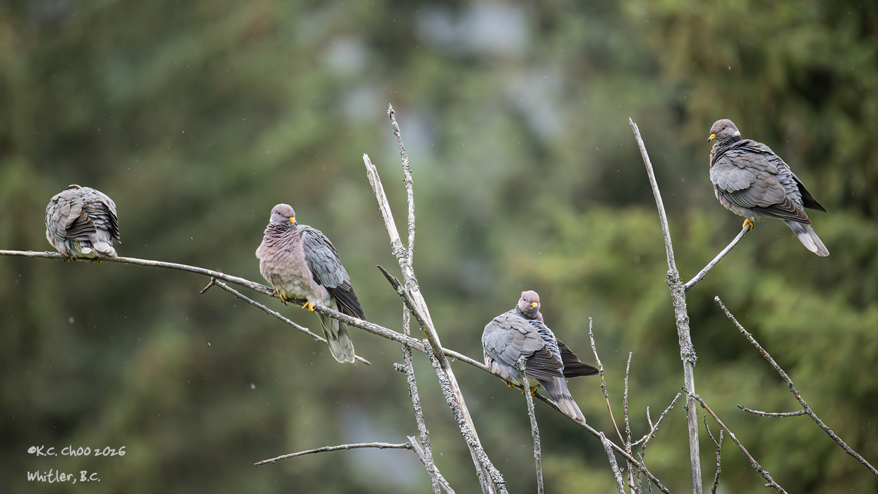 Band-tailed Pigeon
