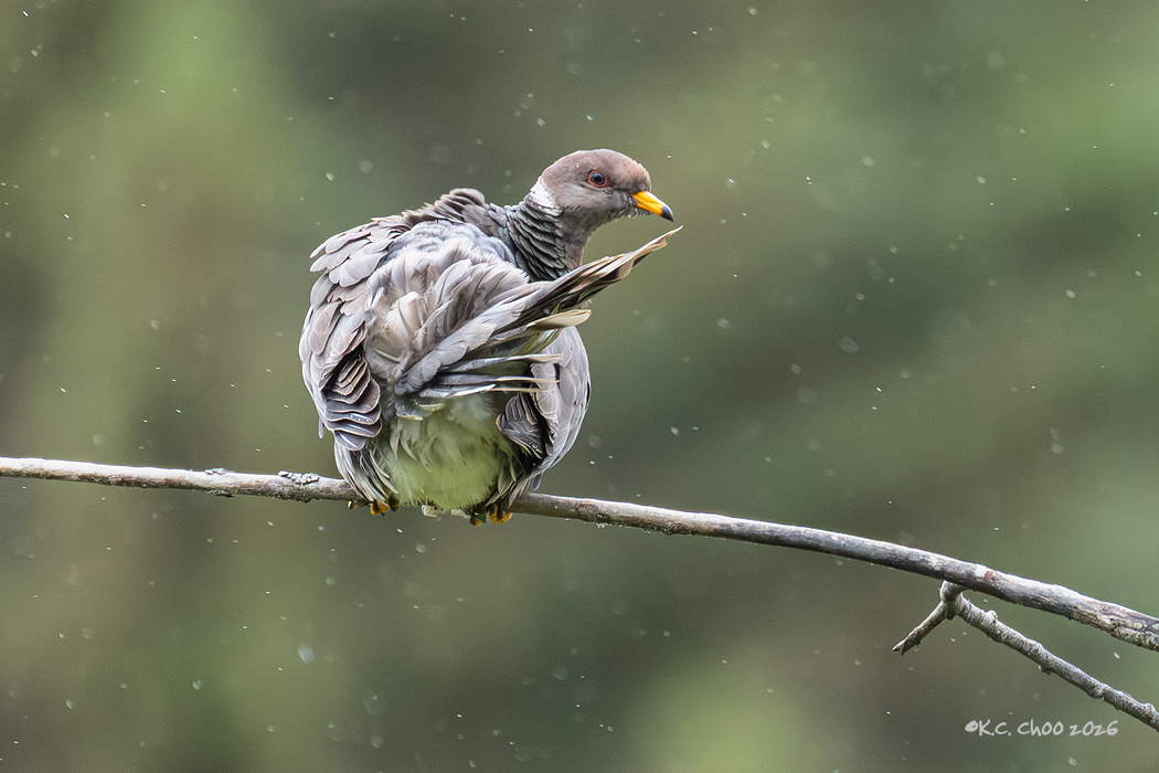 Band-tailed Pigeon