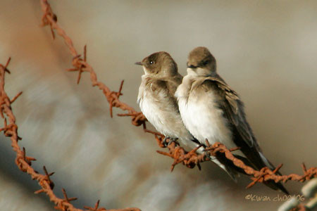 Bank Swallow