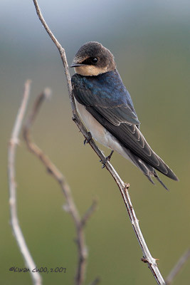 Barn Swallow