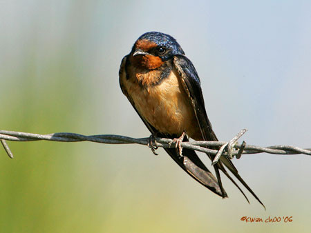 Barn Swallow