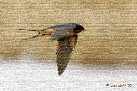 Barn Swallow