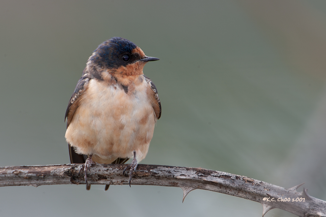 Barn Swallow