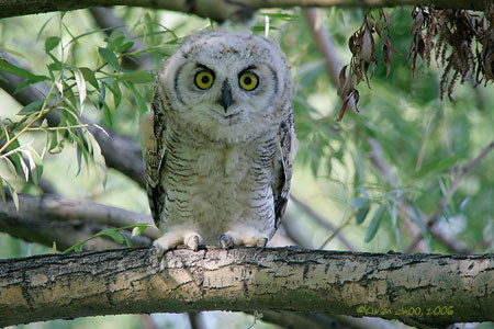 Barred Owl