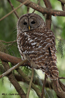 Barred Owl