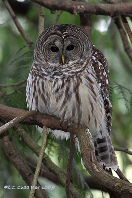 Barred Owl