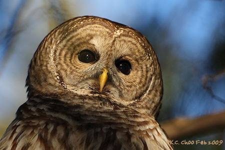 Barred Owl