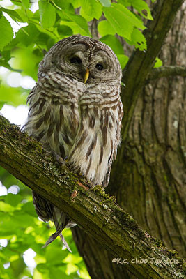 Barred Owl