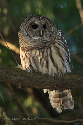 Barred Owl