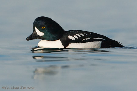 Barrow's Goldeneye