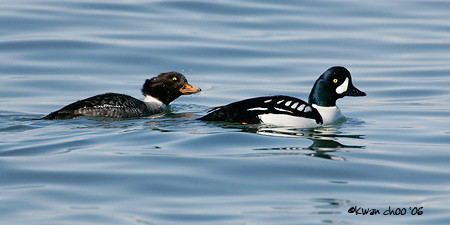 Barrow's Goldeneye