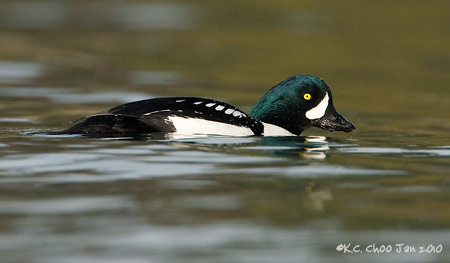 Barrow's Goldeneye