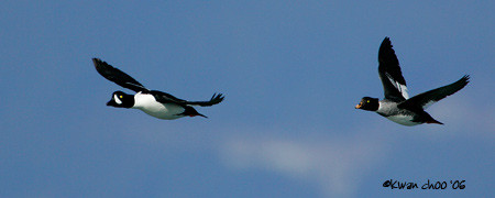 Barrow's Goldeneye
