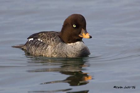 Barrow's Goldeneye