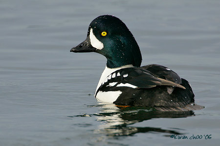 Barrow's Goldeneye
