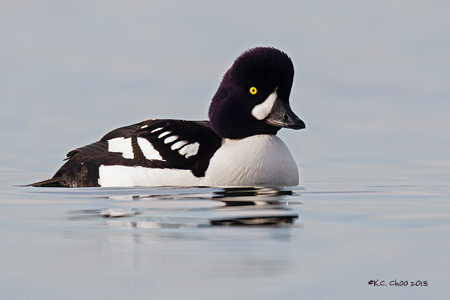 Barrow's Goldeneye