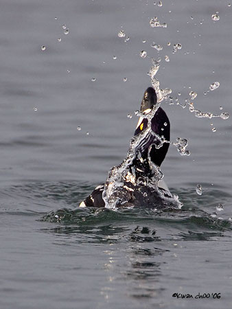 Barrow's Goldeneye