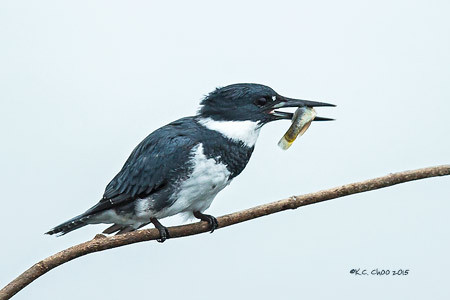 Belted Kingfisher
