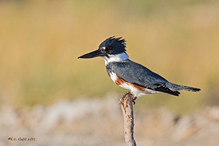 Belted Kingfisher