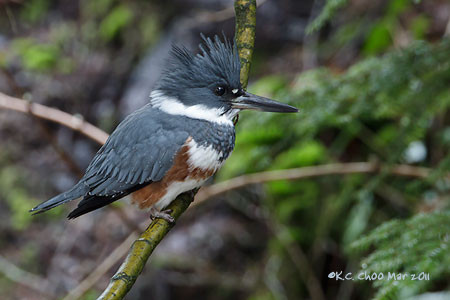 Belted Kingfisher