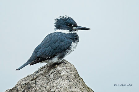 Belted Kingfisher