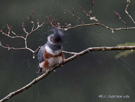Belted Kingfisher