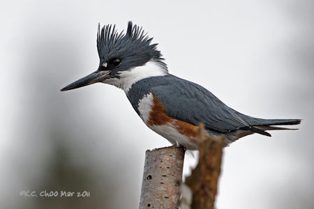 Belted Kingfisher