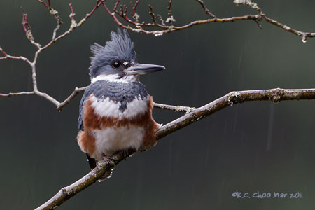 Belted Kingfisher