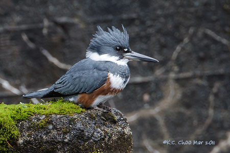 Belted Kingfisher