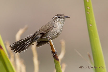 Bewicke's Wren