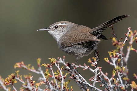 Bewicke's Wren