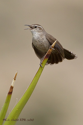 Bewicke's Wren