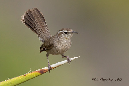 Bewicke's Wren