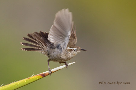 Bewicke's Wren