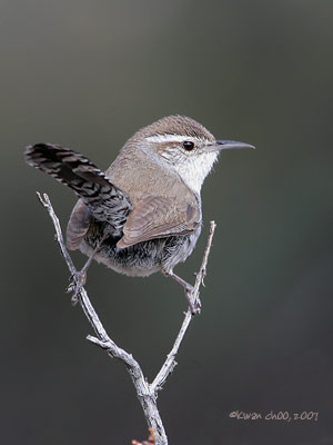 Bewicke's Wren