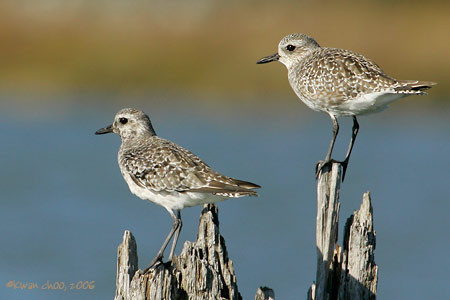 Black-bellied Plover