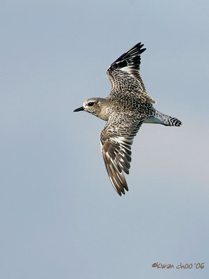 Black-bellied Plover