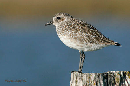 Black-bellied Plover