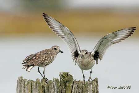 Black-bellied Plover