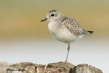 Black-bellied Plover
